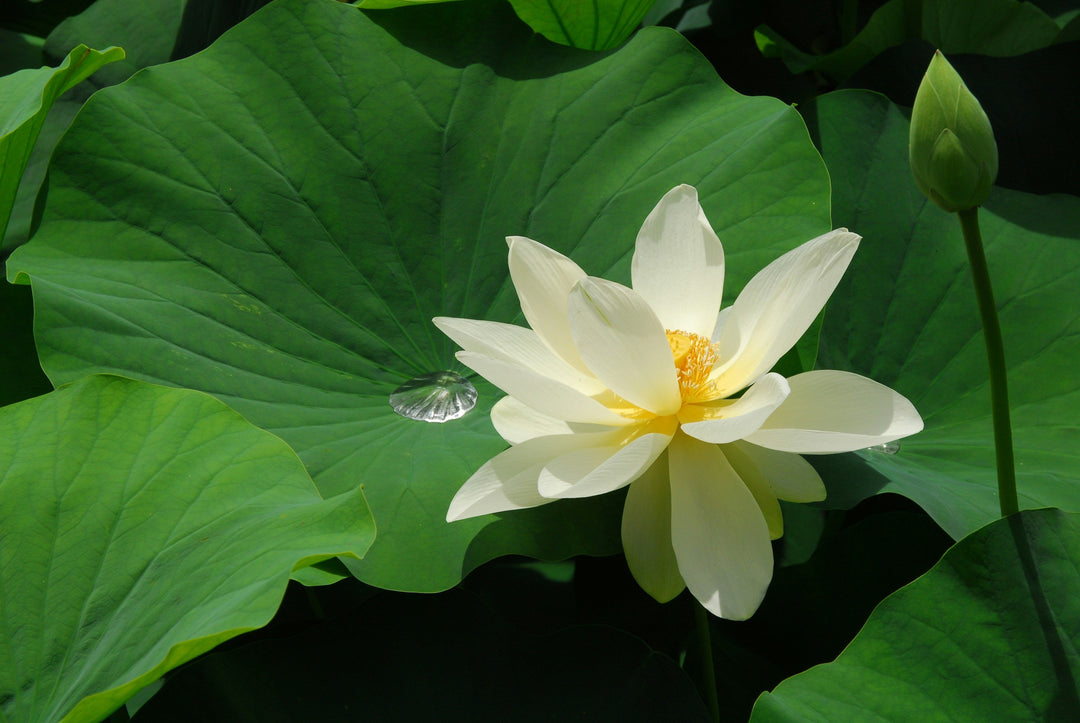 Lotus Meaning & Symbolism